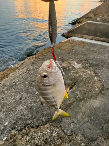メッキの釣果