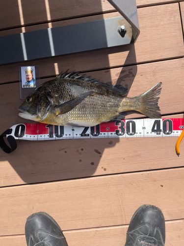 クロダイの釣果