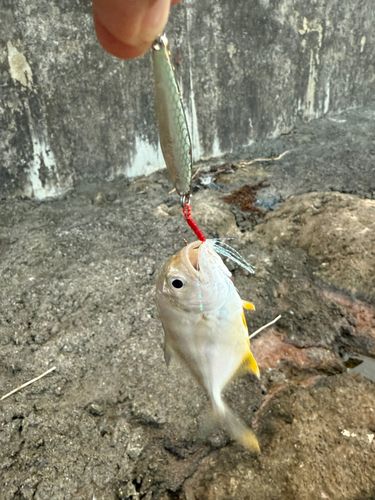 メッキの釣果