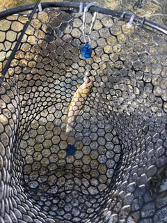 イワナの釣果