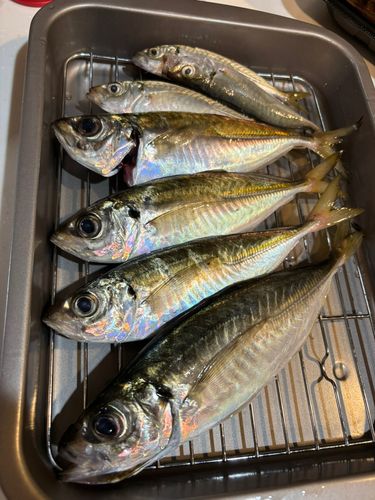 マアジの釣果