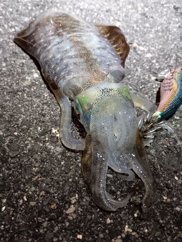 アオリイカの釣果