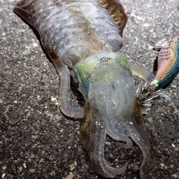 アオリイカ