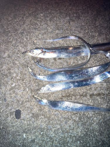 タチウオの釣果