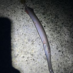 ヘラヤガラ