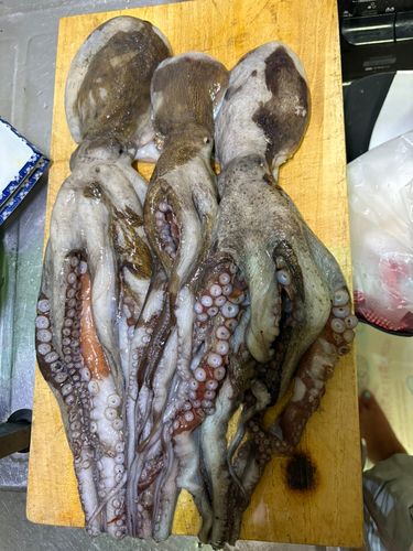 タコの釣果