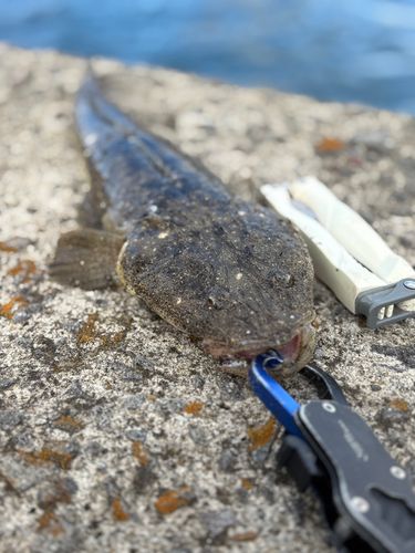 マゴチの釣果