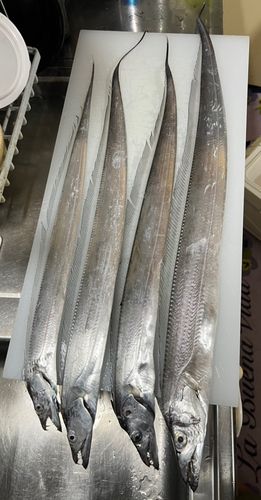 タチウオの釣果
