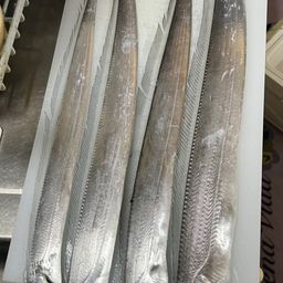 タチウオ