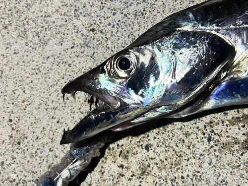 タチウオの釣果