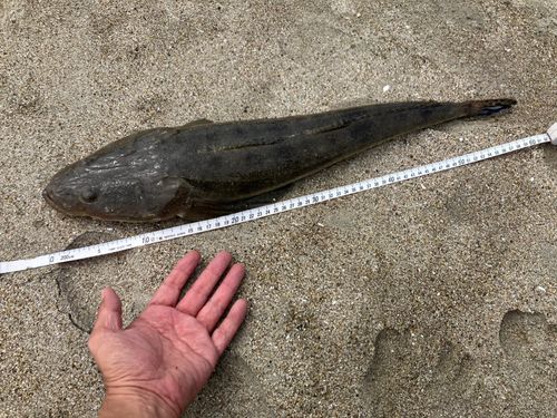 マゴチの釣果