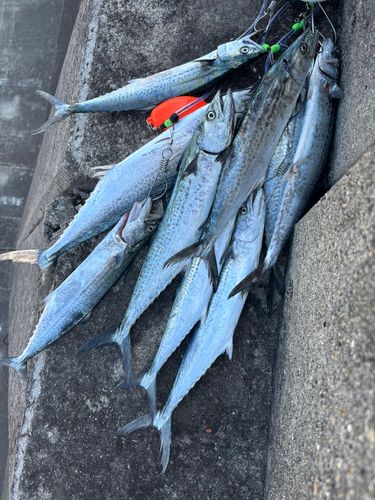サゴシの釣果