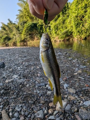 カワムツの釣果