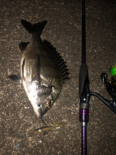 クロダイの釣果