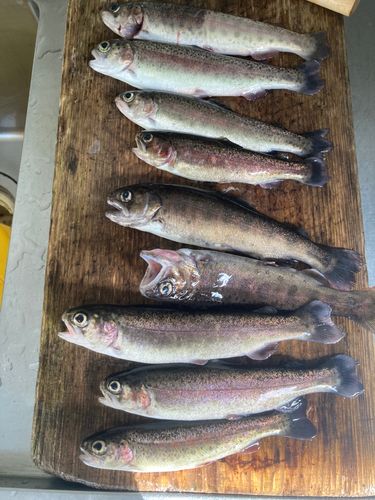 ヤマメの釣果