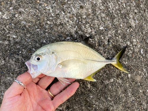 メッキの釣果