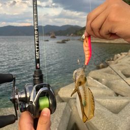 アオリイカ