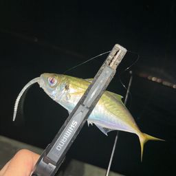 アジ