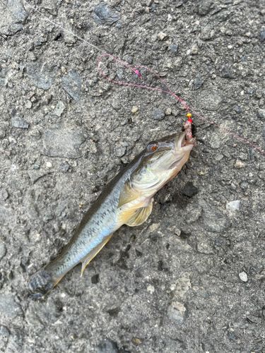 ハゼの釣果