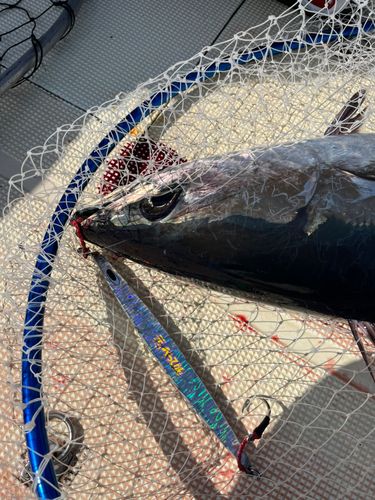 ビンチョウマグロの釣果
