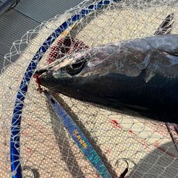 ビンチョウマグロ