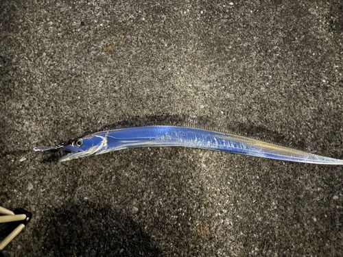 タチウオの釣果