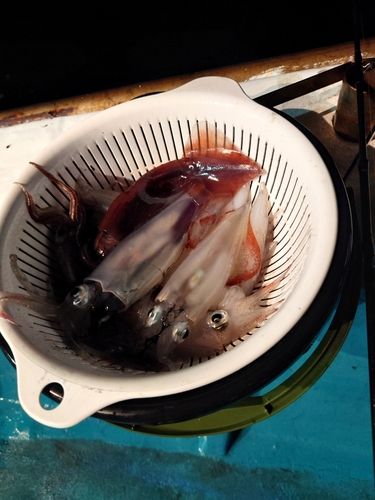 アカイカの釣果