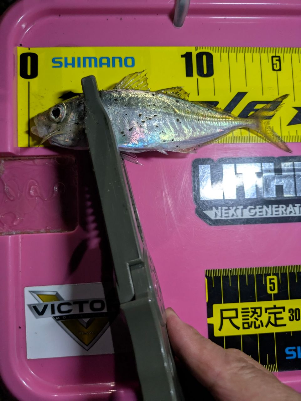 マアジ