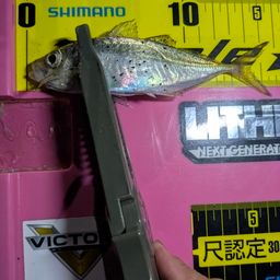 マアジ