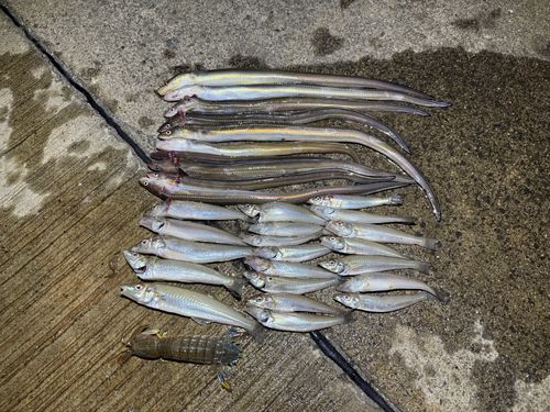 シロギスの釣果