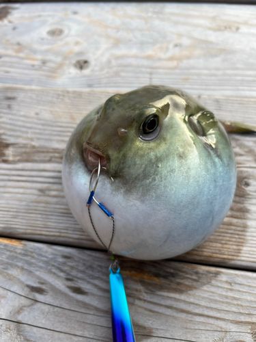 ヨリトフグの釣果