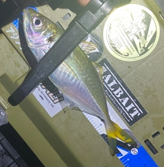 マアジの釣果