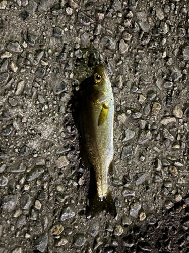 セイゴ（マルスズキ）の釣果