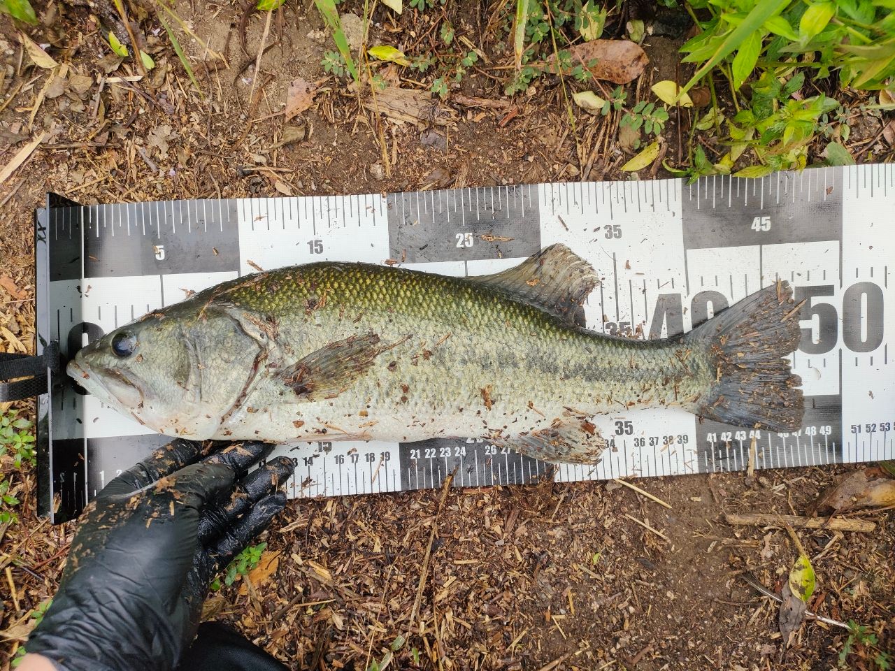 ブラックバスの釣果写真
