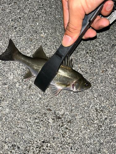 セイゴ（マルスズキ）の釣果