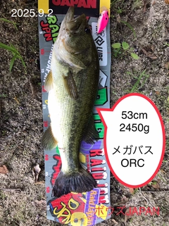 ブラックバスの釣果