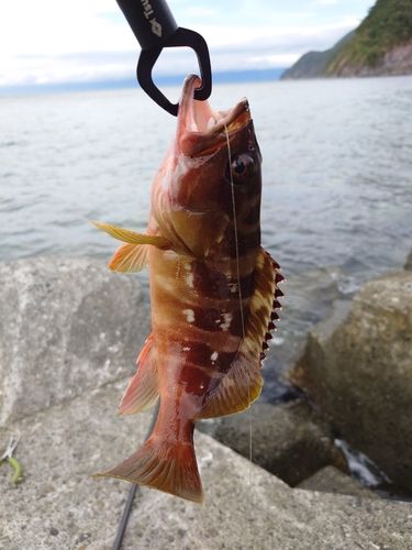 アカハタの釣果
