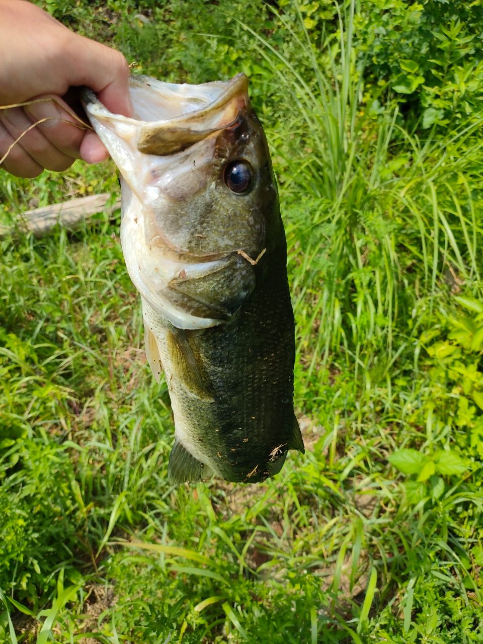 ブラックバスの釣果写真