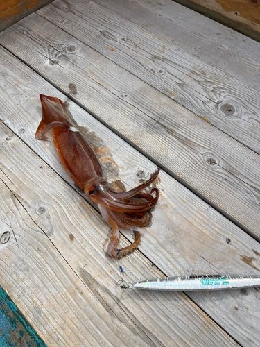 スルメイカの釣果