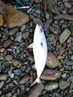 ヤズの釣果