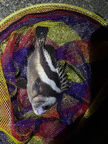 コショウダイの釣果