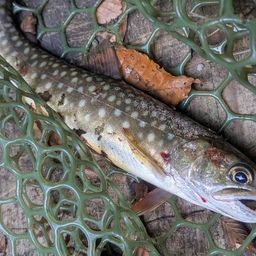 ニッコウイワナ