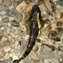 マゴチ