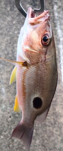 フエダイの釣果