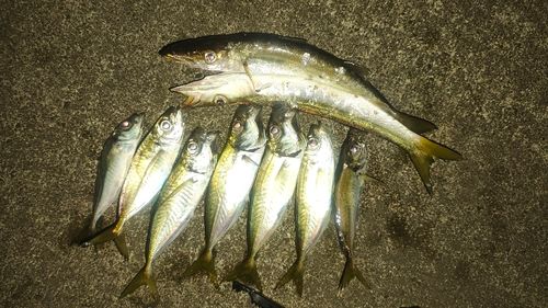 マアジの釣果