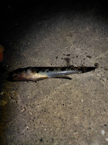 ハゼの釣果