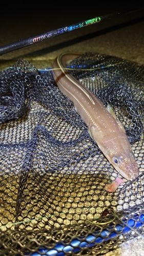 アナゴの釣果