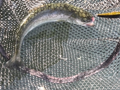 ニジマスの釣果