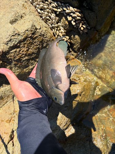 釣果