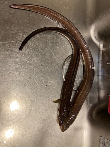 アナゴの釣果